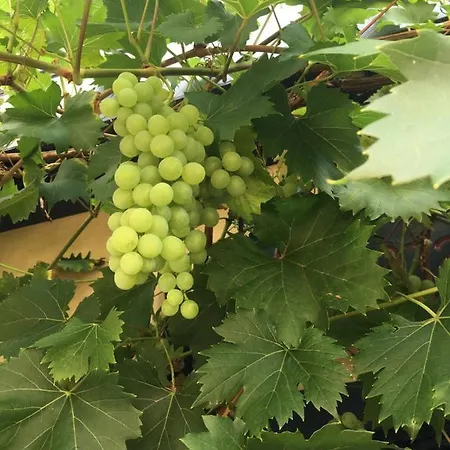 Berg's Backpacker Szálloda Rüdesheim am Rhein