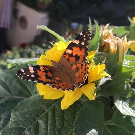 Berg's Backpacker Szálloda