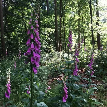 Szálloda Berg's Backpacker
