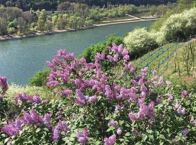 Hotel Berg's Backpacker