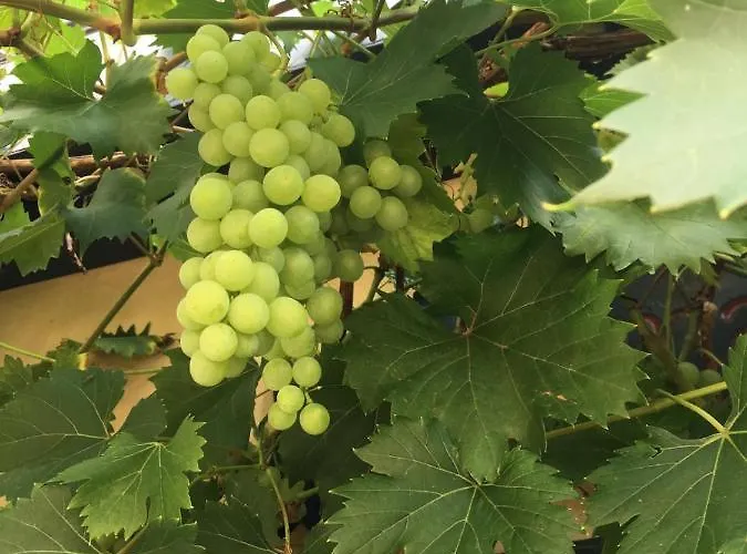 Berg's Backpacker Hotel Ruedesheim am Rhein
