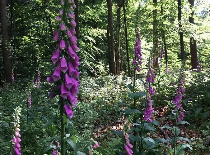 Hotel Berg's Backpacker