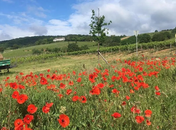 Berg's Backpacker Hotel *